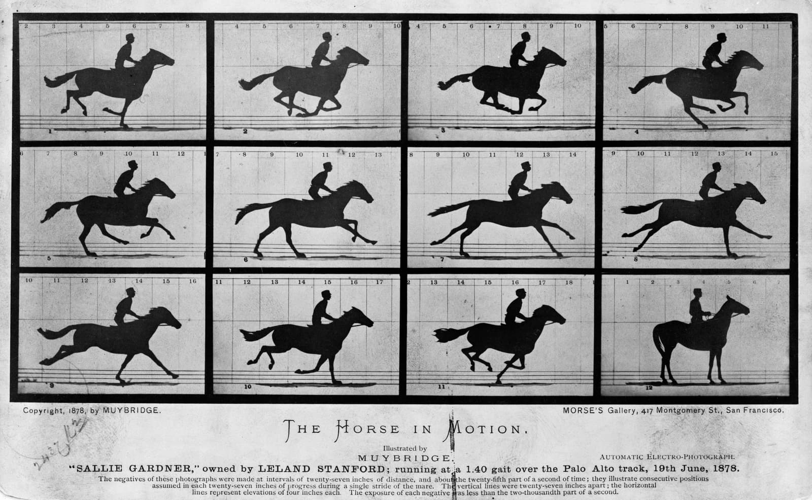 Doce fotografías de un caballo con su jinete al galope, juntas en una lámina con el título The Horse in Motion